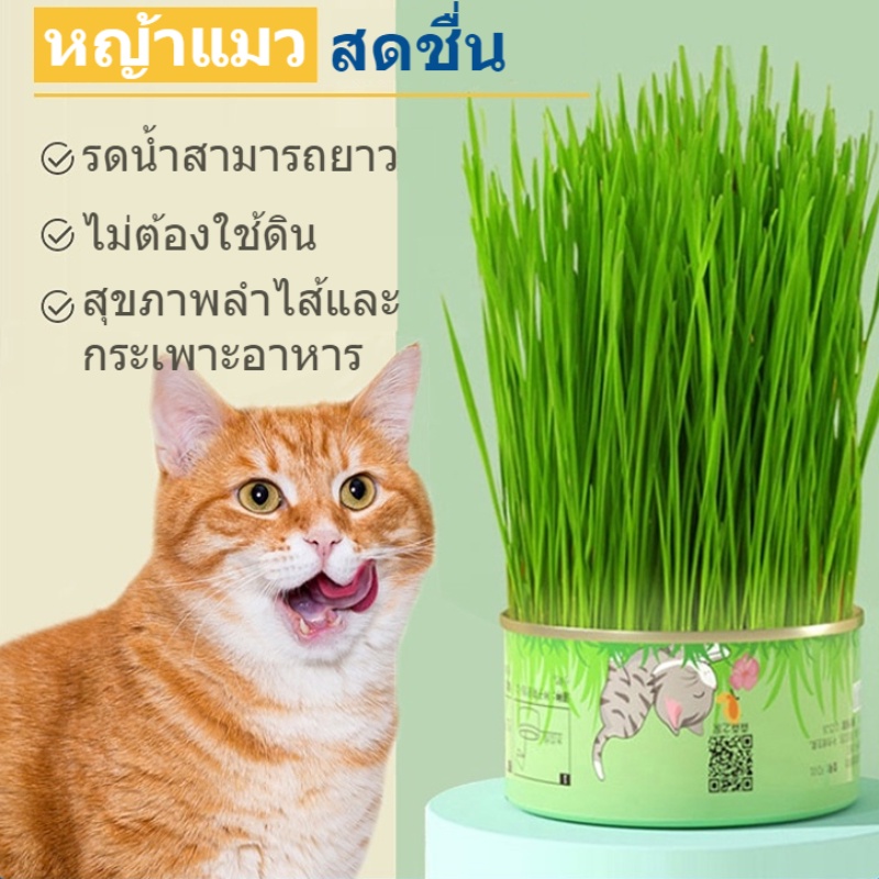 พร้อมส่ง หญ้าแมว ออร์แกนิค หญ้าแมวกระป๋อง เมล็ดข้าวสาลี อัตราการงอกสูง ไม่ต้องใช้ดิน มือใหม่ก็ปลูกง่าย