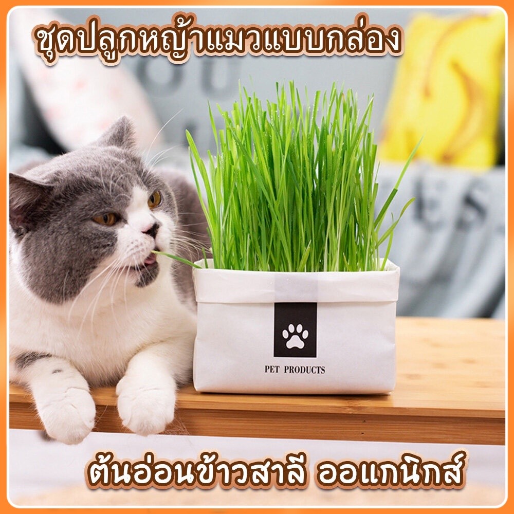 ชุดปลูกหญ้าแมว หญ้าแมว คุณภาพ ต้นอ่อนข้าวสาลี ออแกนิกส์ สำหรับสัตว์เลี้ยง แบบถุงปลูกง่ายแค่เติมน้ำ
