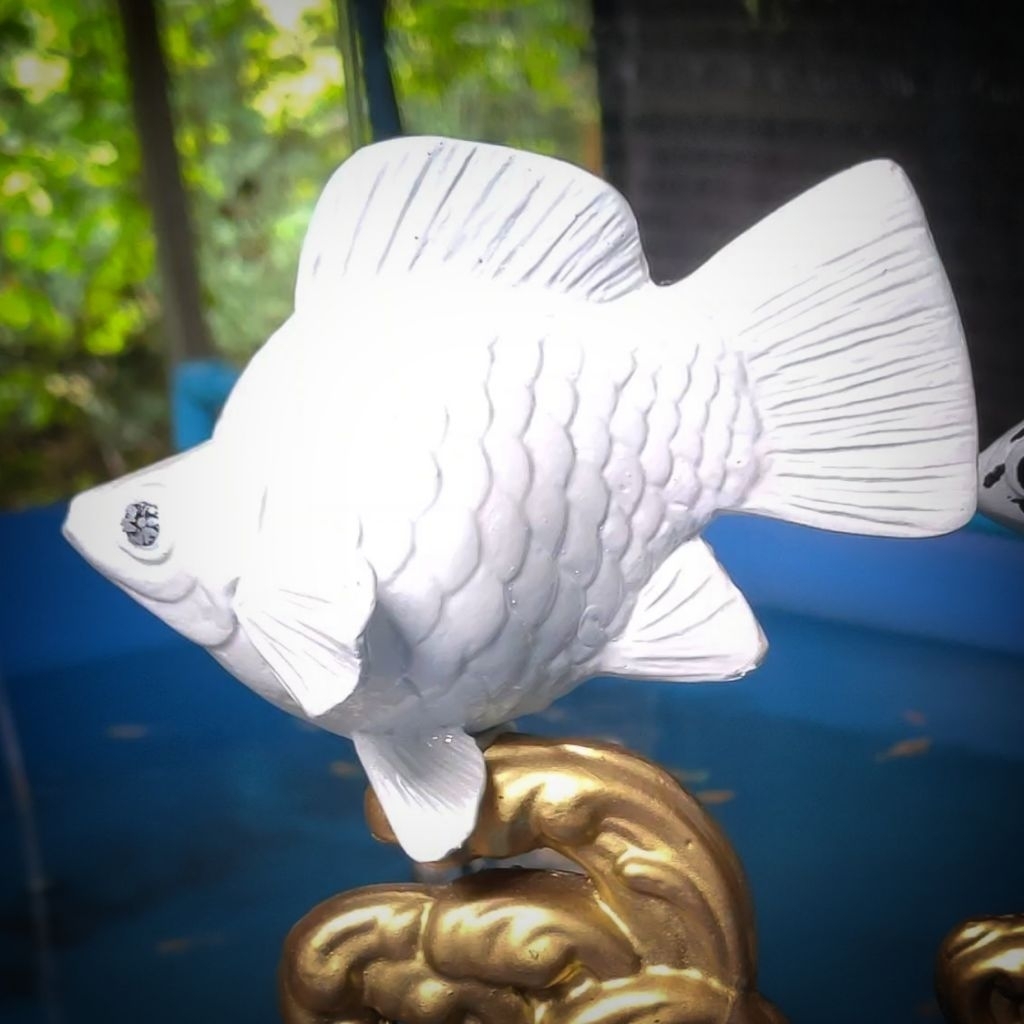 ชุดเริ่มต้น สำหรับปลาบอลลูน White Platinum สายประกวดจากบ้านรางวัล มาตรฐานส่งออก