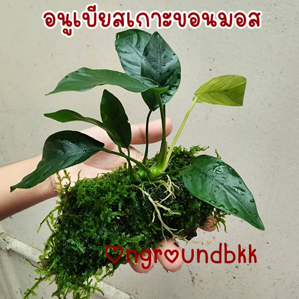 พร้อมส่ง อนูเบียสพันขอน ต้นไม้น้ำ อนูเบียส อนูเบียสพันขอนมอส ต้นไม้ตกแต่งตู้ปลา ของตกแต่งตู้ปลา